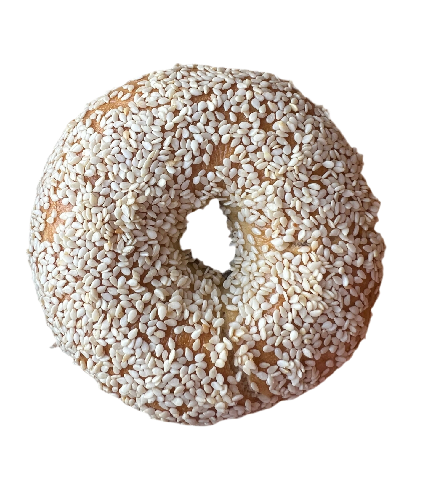 Sassy - Sesame Bagel